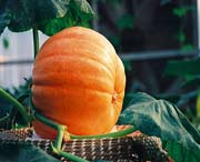 寿光天气预报10天