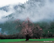 波密天气预报15天