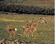 比如天气预报15天