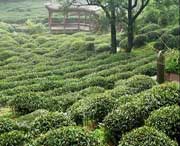 名山天气预报7天